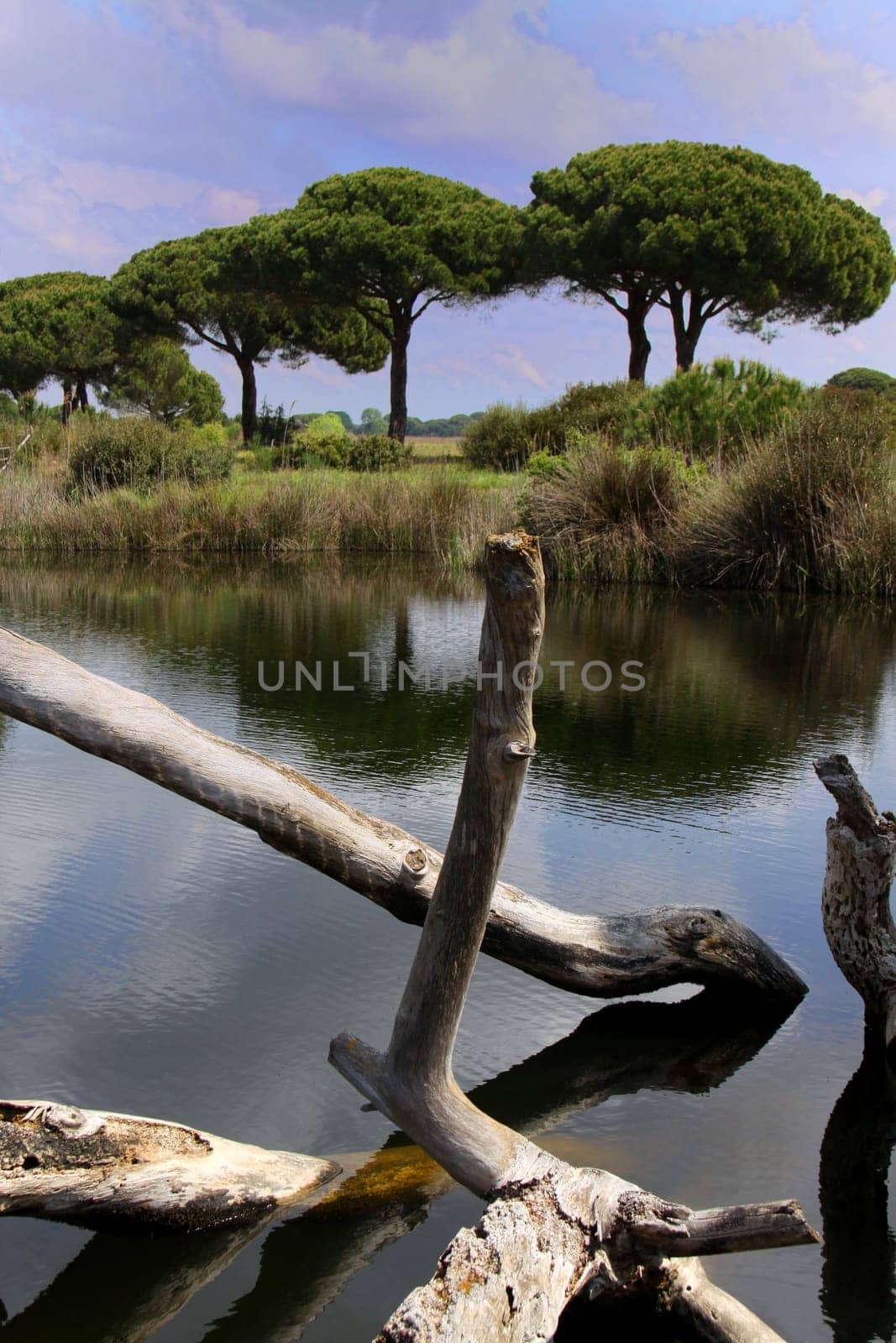 The Maremma near Grosseto