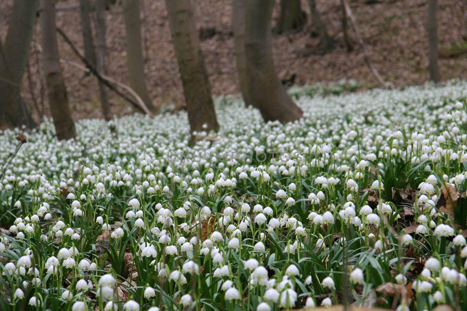Märzenbecher in Saxony-Anhalt