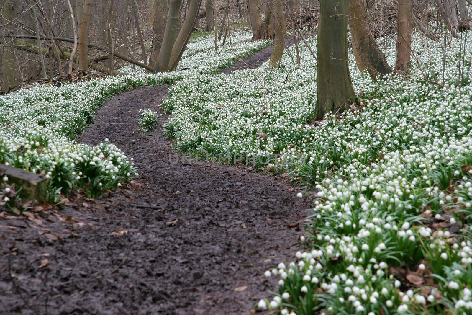 Märzenbecher in Saxony-Anhalt