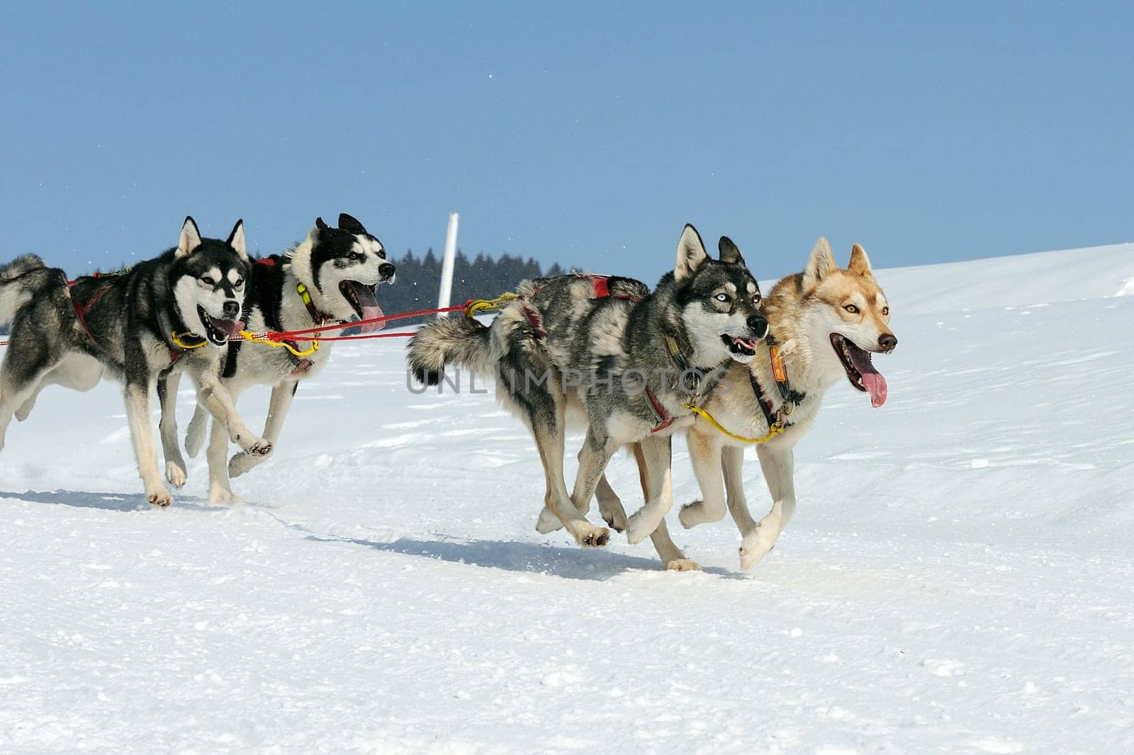 Sportive dogs are running in the snow, mountain in winter