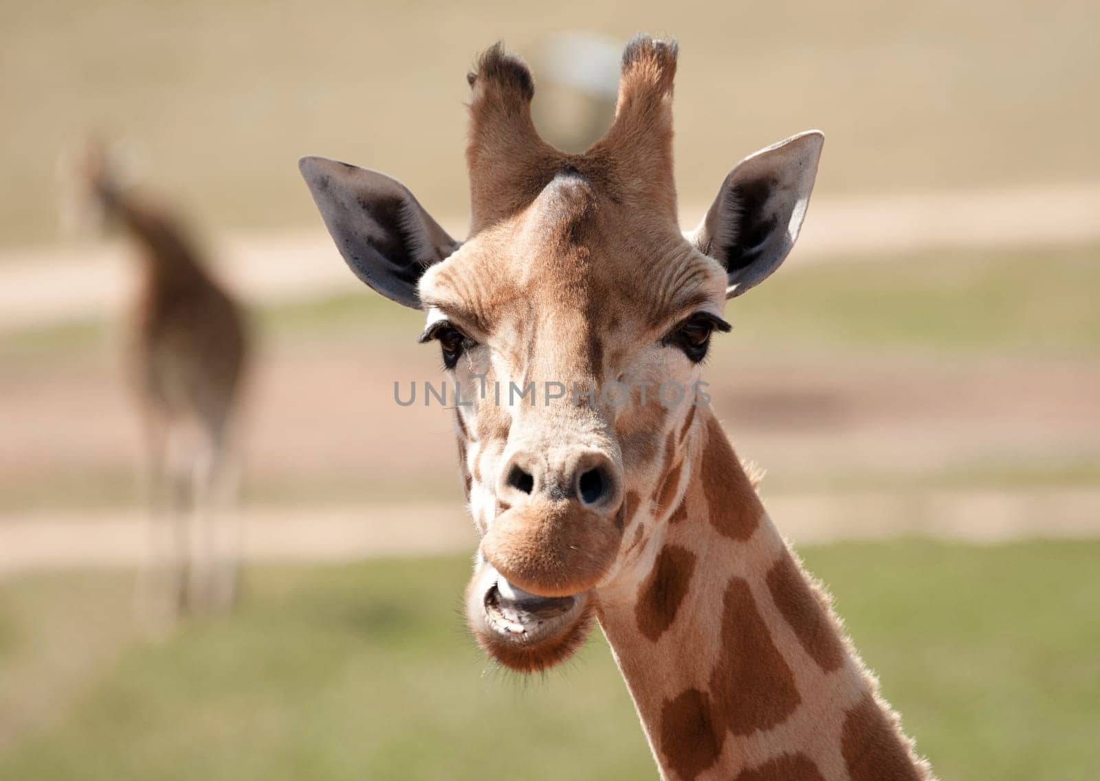 african giraffe in natural environment up close
