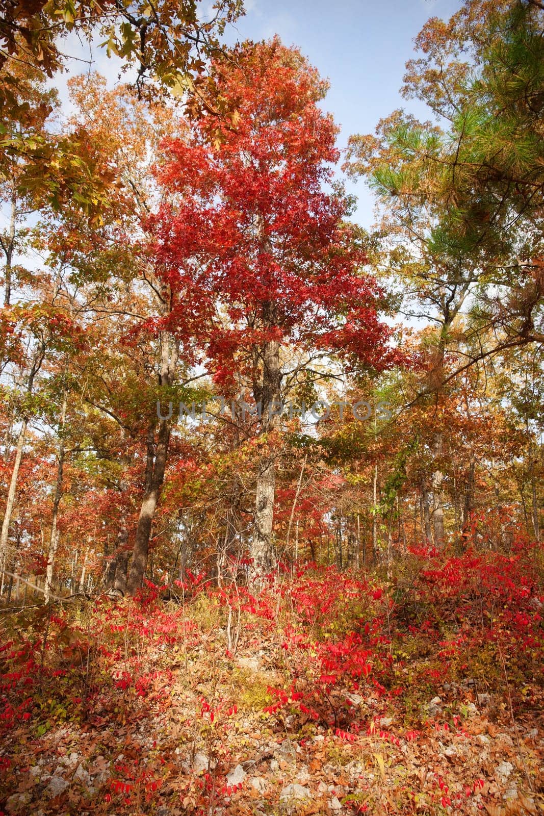 bright red tree in the forest in autumn or fall