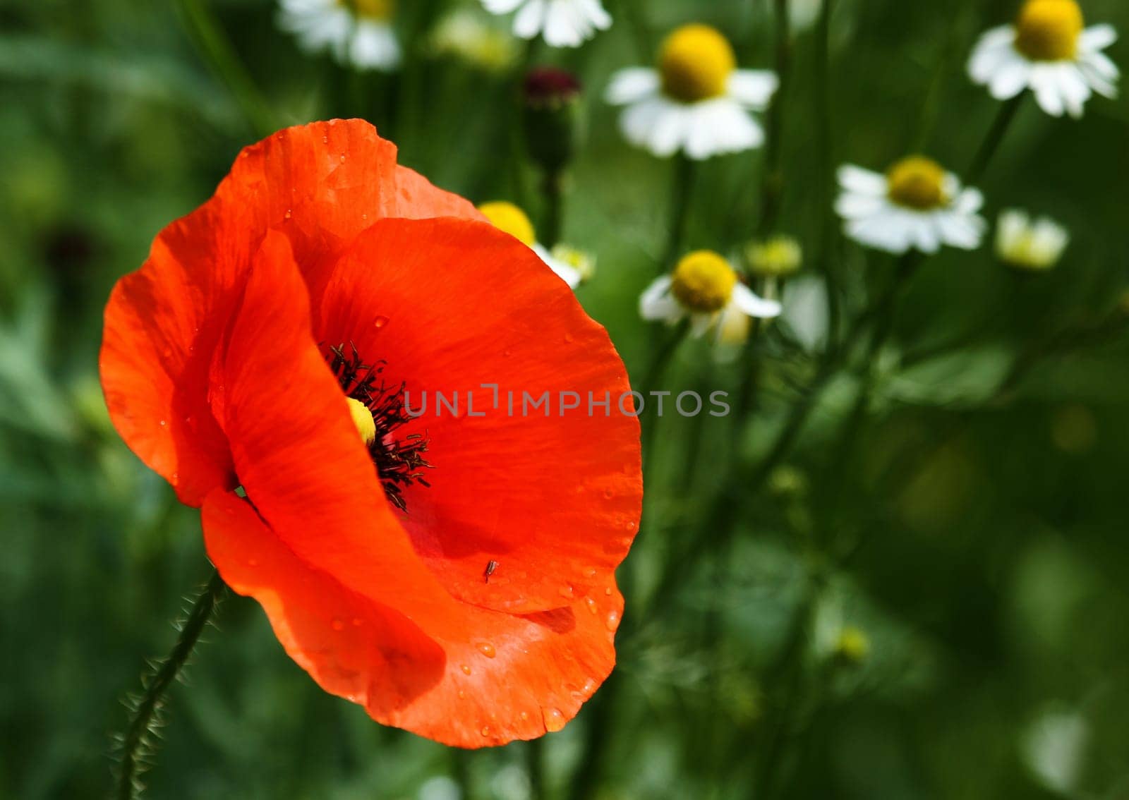Corn poppy