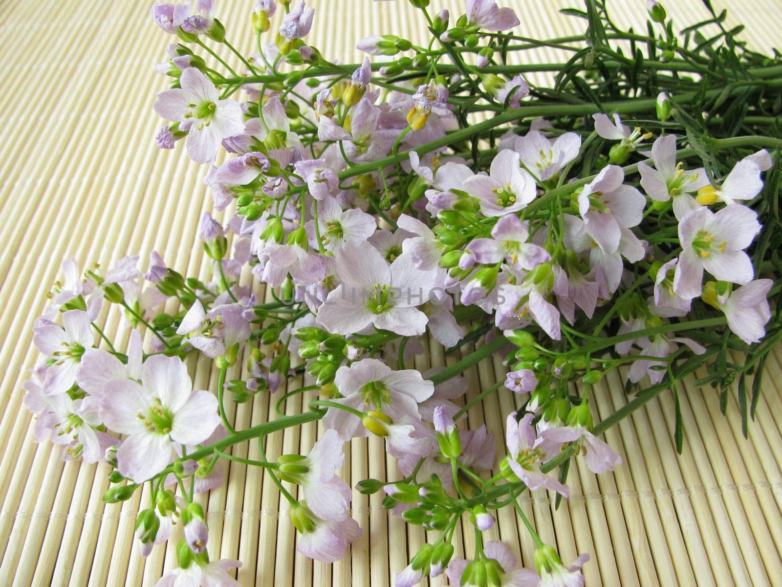 meadowfoam,meadow foam,cardamine pratensis,wild herbs,collecting,wild vegetables,wild,herbs,meadow flower,medicinal plant,wild cress,spring cure,edible flowers,cuckoo flower,wild herb cuisine,meadow cress,meadow cress,ostrich,shrubs