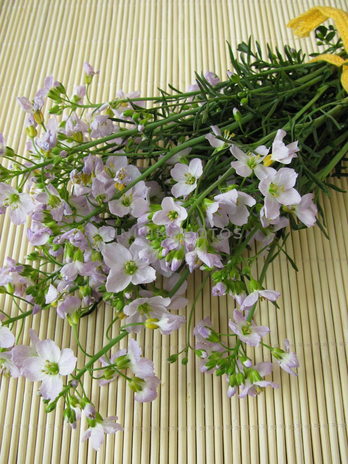 meadowfoam,meadow foam,cardamine pratensis,wild herbs,collecting,wild vegetables,wild,herbs,meadow flower,medicinal plant,wild cress,spring cure,edible flowers,cuckoo flower,wild herb cuisine,meadow cress,meadow cress,ostrich,shrubs