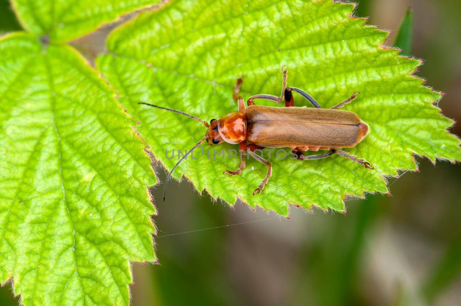 Red or red-yellow soft beetles on a leaf