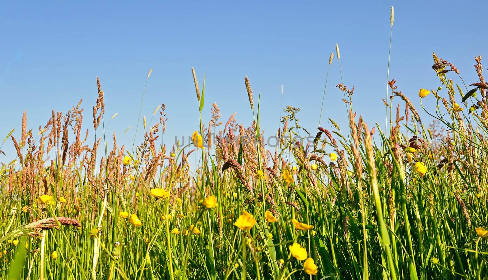 Summer meadow