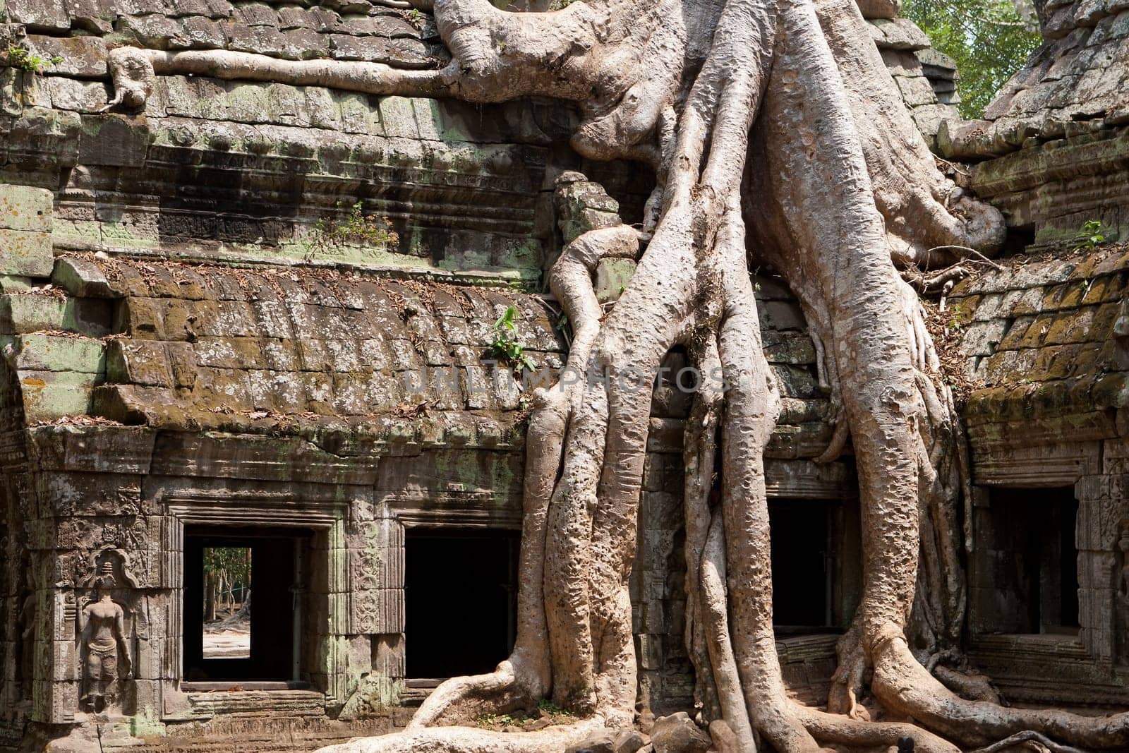 Ta Phrom Temple,a temple complex in Angkor in Cambodia
