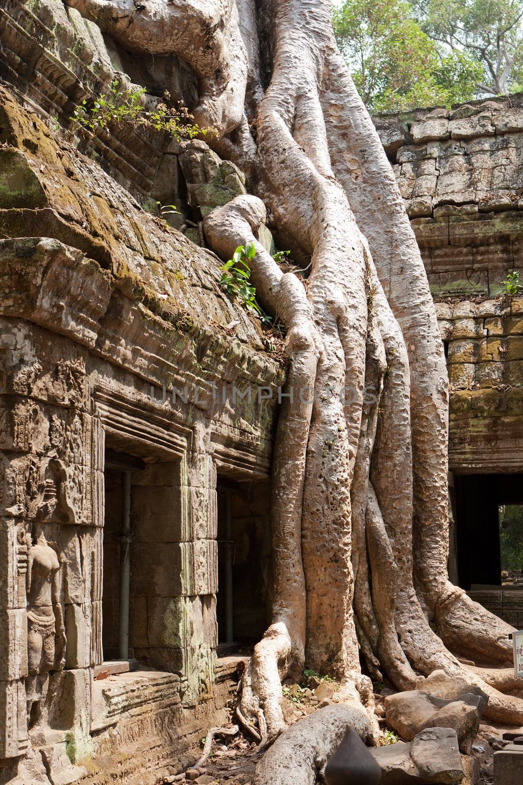 Ta Phrom Temple,a temple complex in Angkor in Cambodia