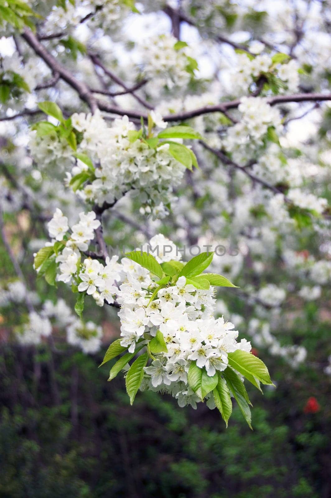 Spring