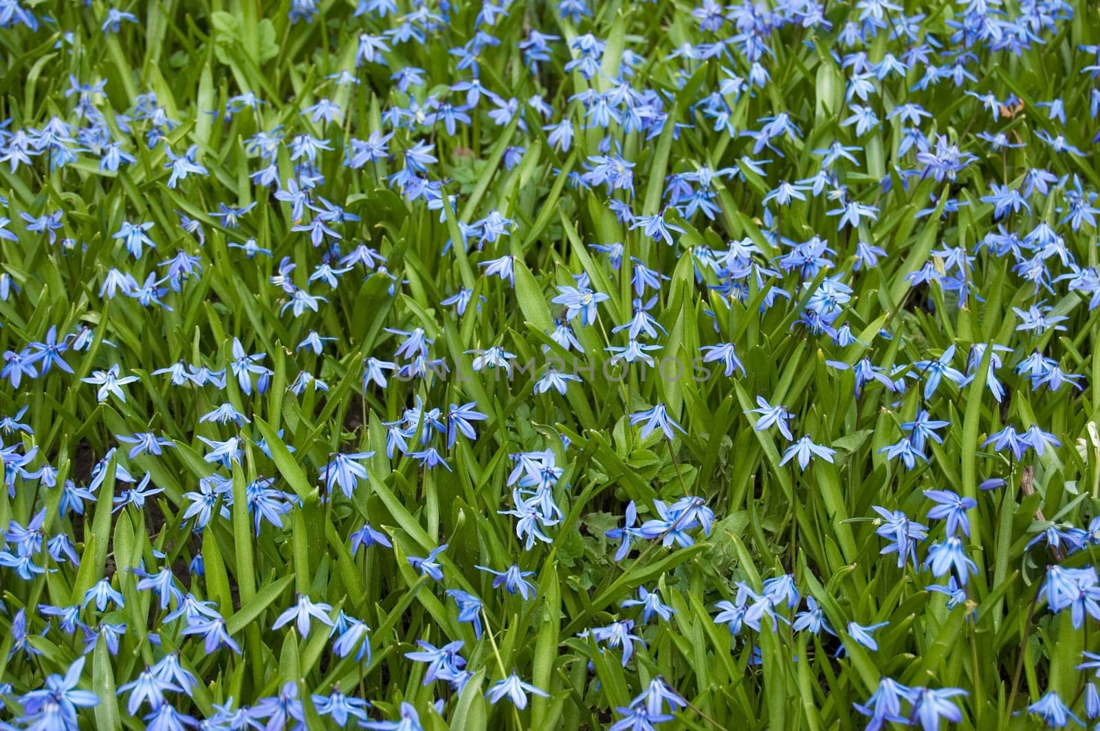 Blue flowers