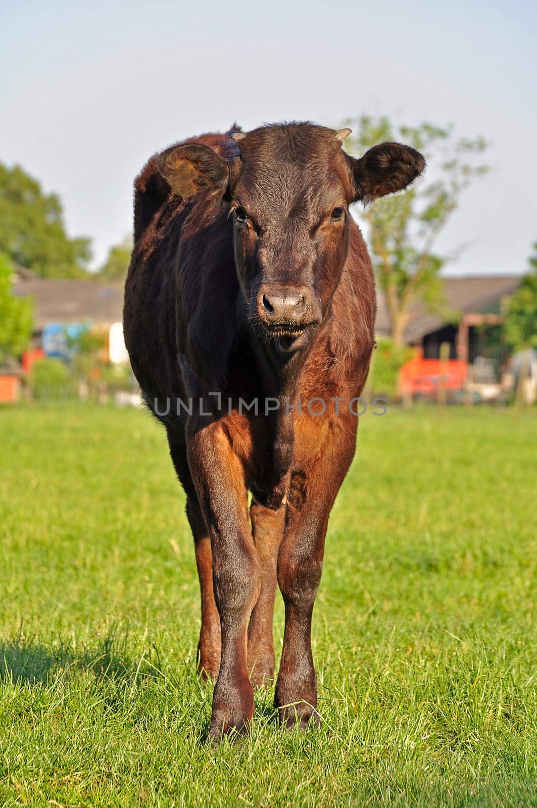 calf animal