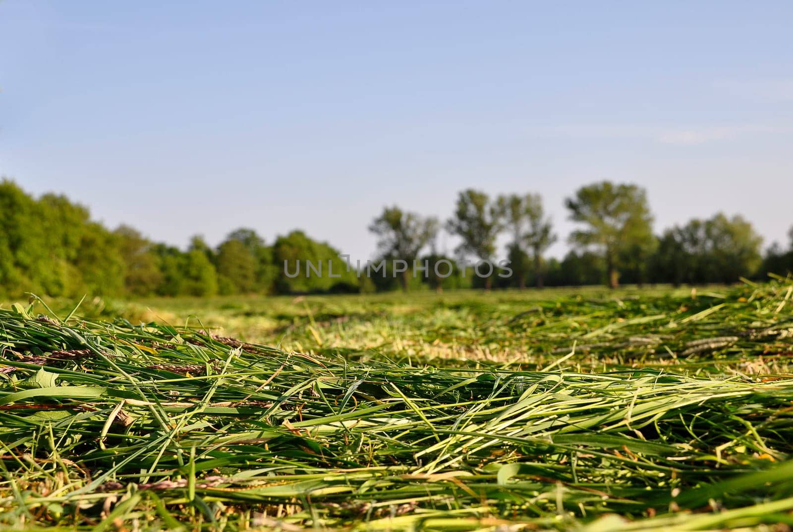 mowed grass