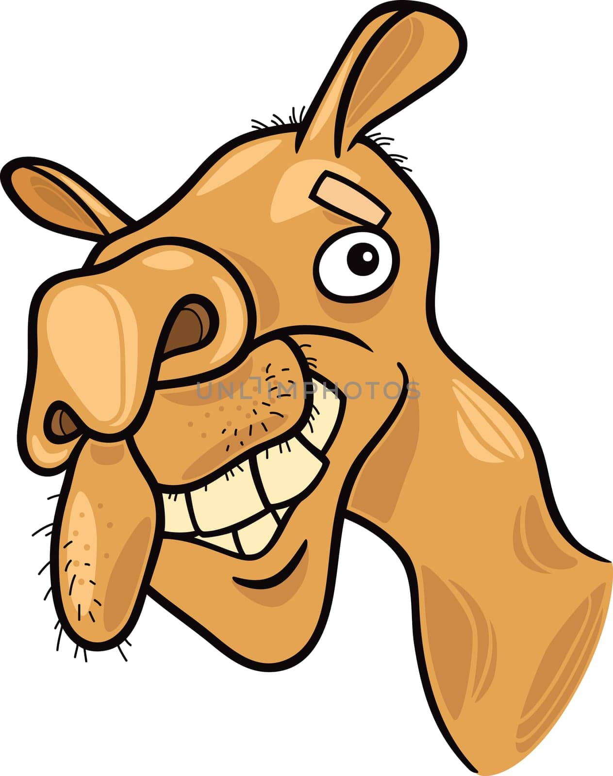 cartoon illustration of dromedary camel