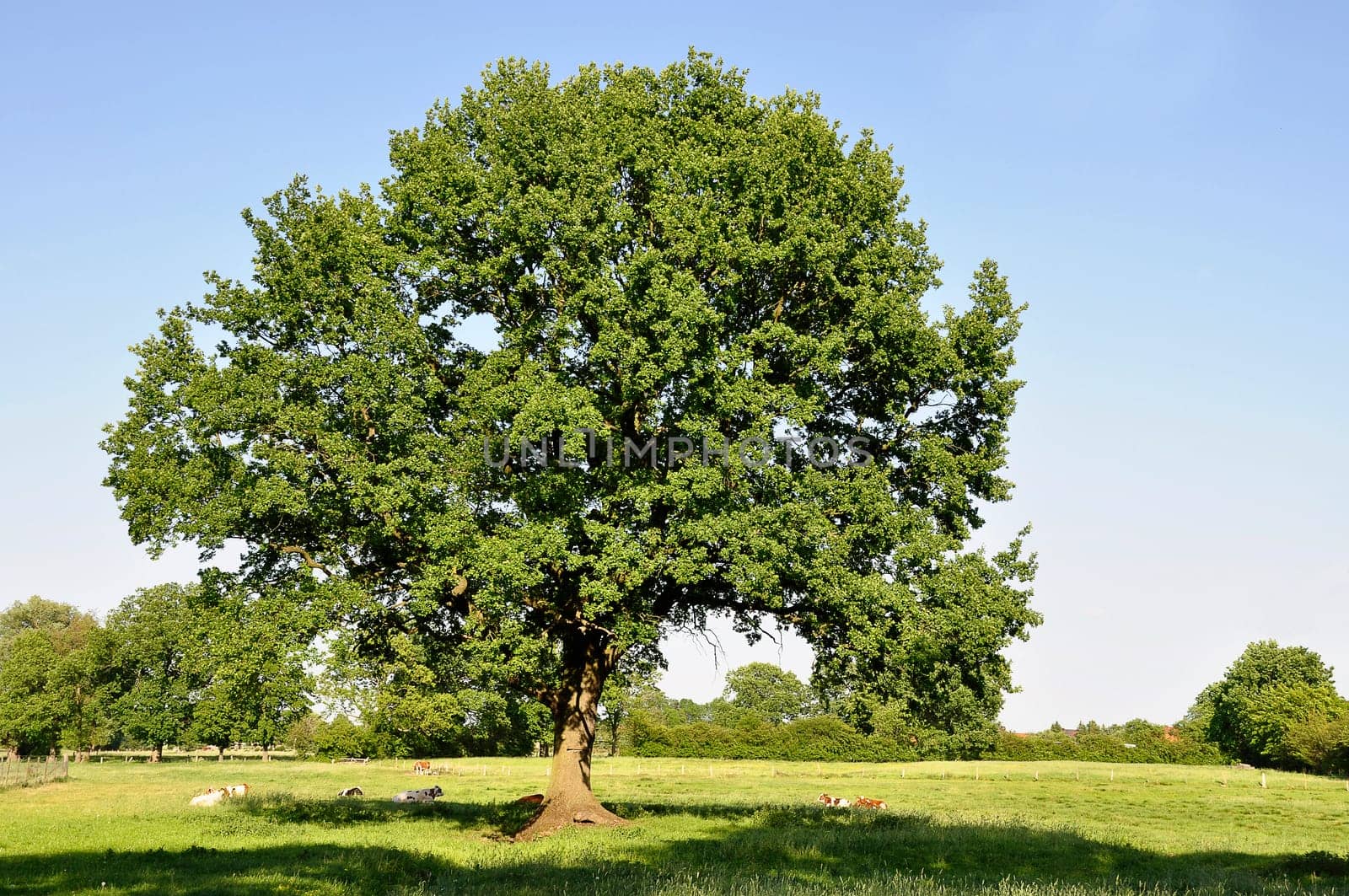 old oak