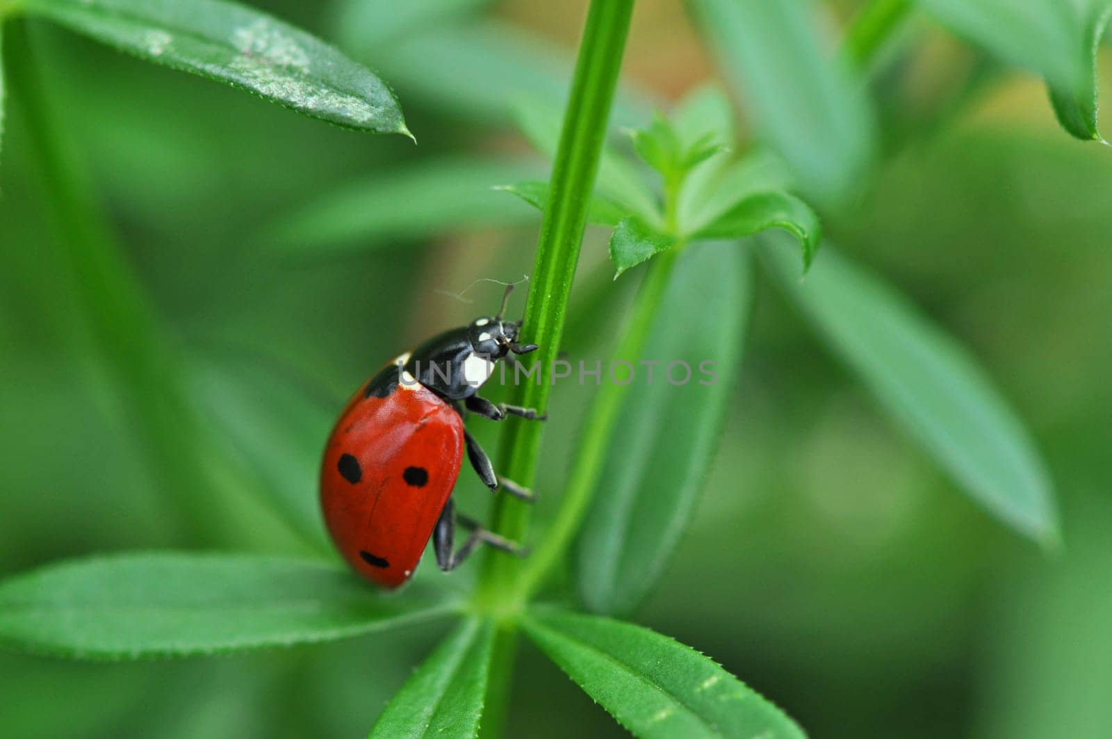 Lucky Beetle