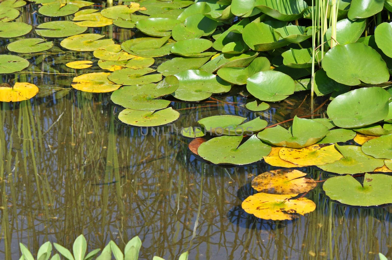water lily pond
