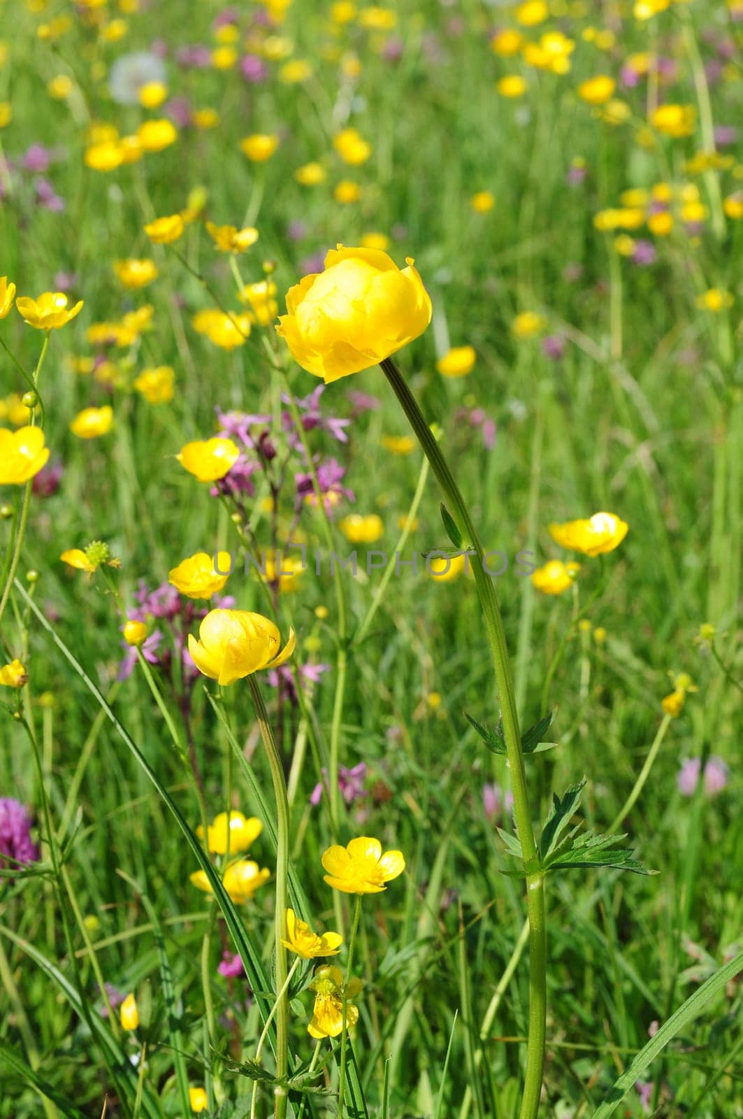 Troll Flowers
