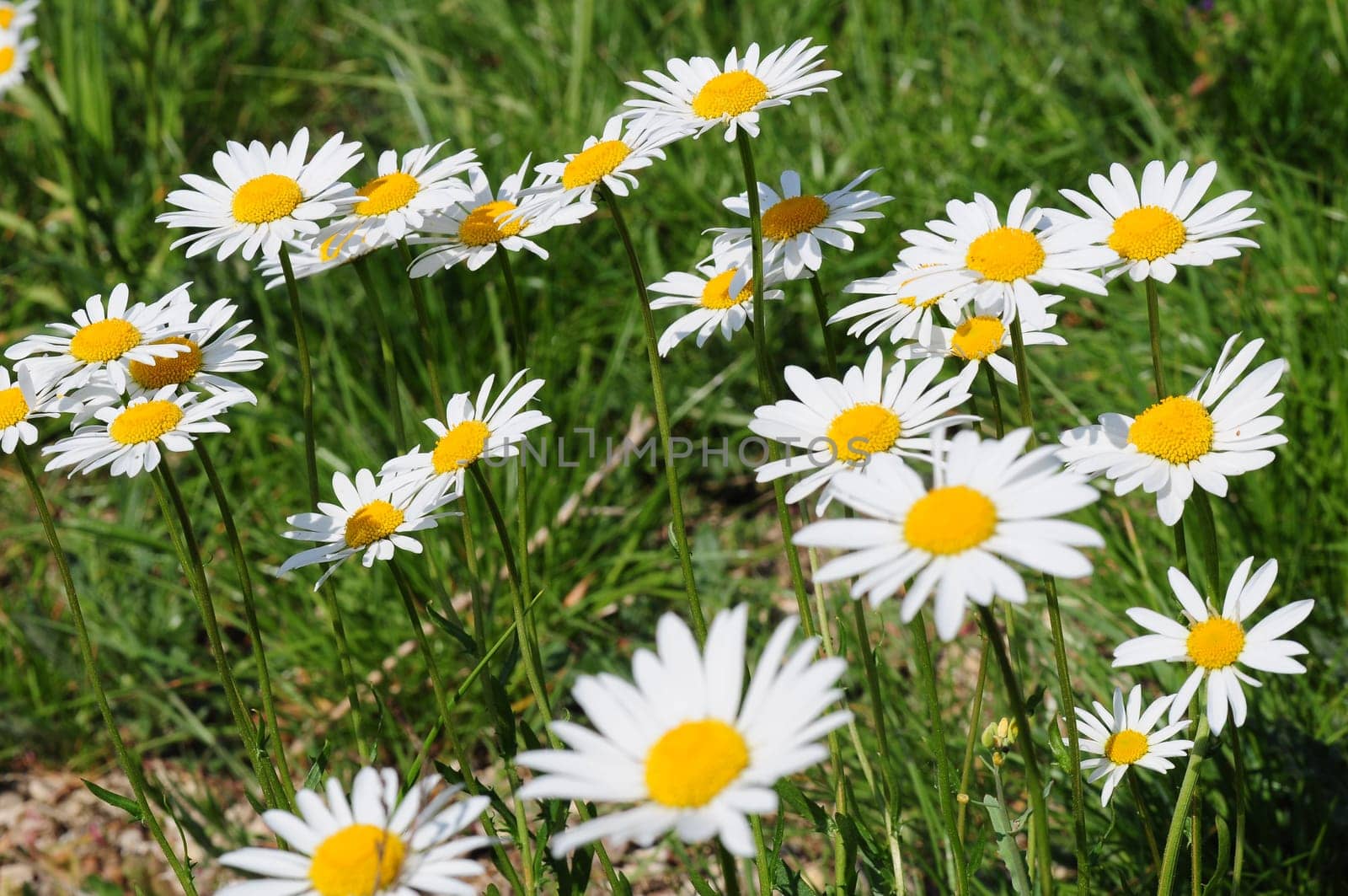 Daisies