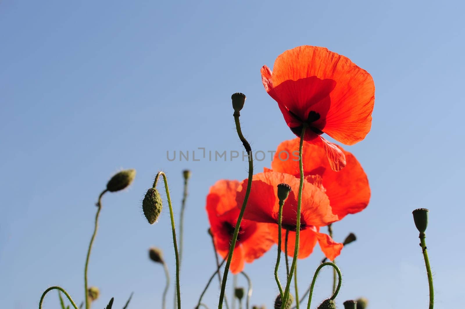 Poppies