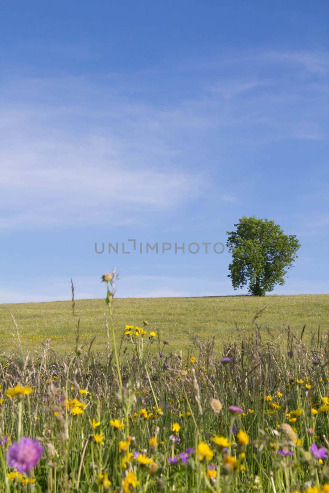 Dreamy summer day