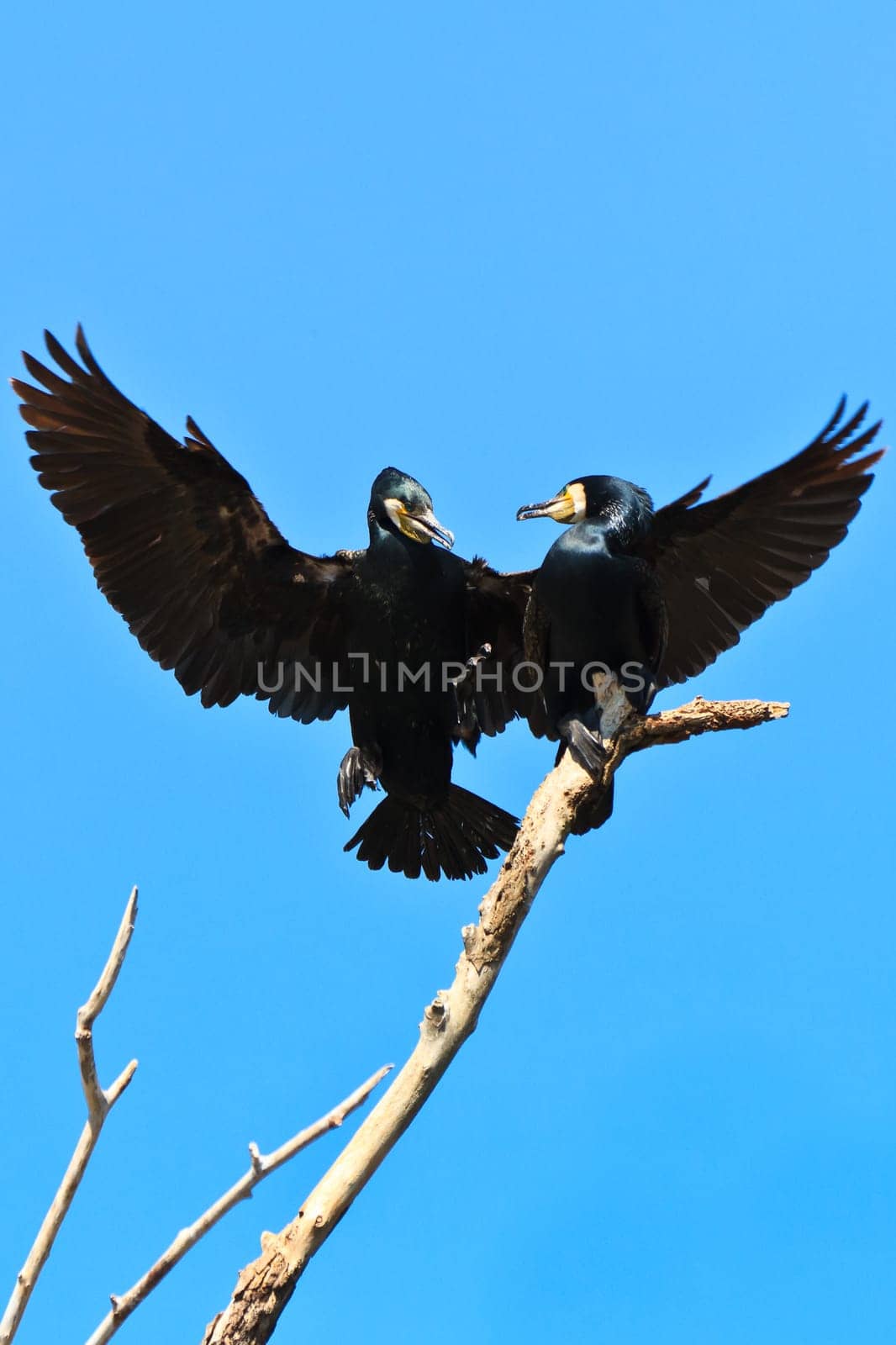 cormorants in a tree in Danube Delta, Romania