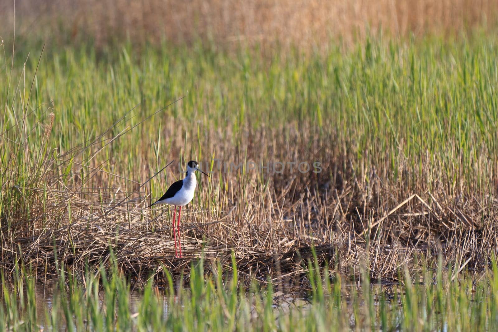 black winged stilt (Himantopus himantopus) in Danube Delta, Romania