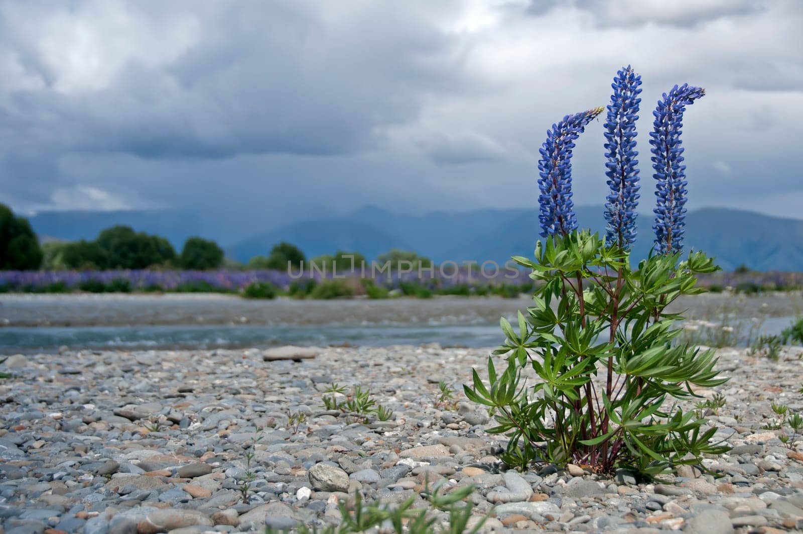 Lupin River Landscape III