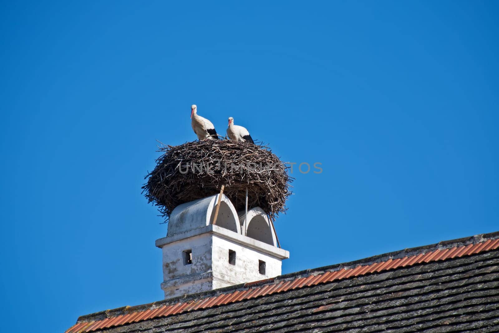 Stork in the nest