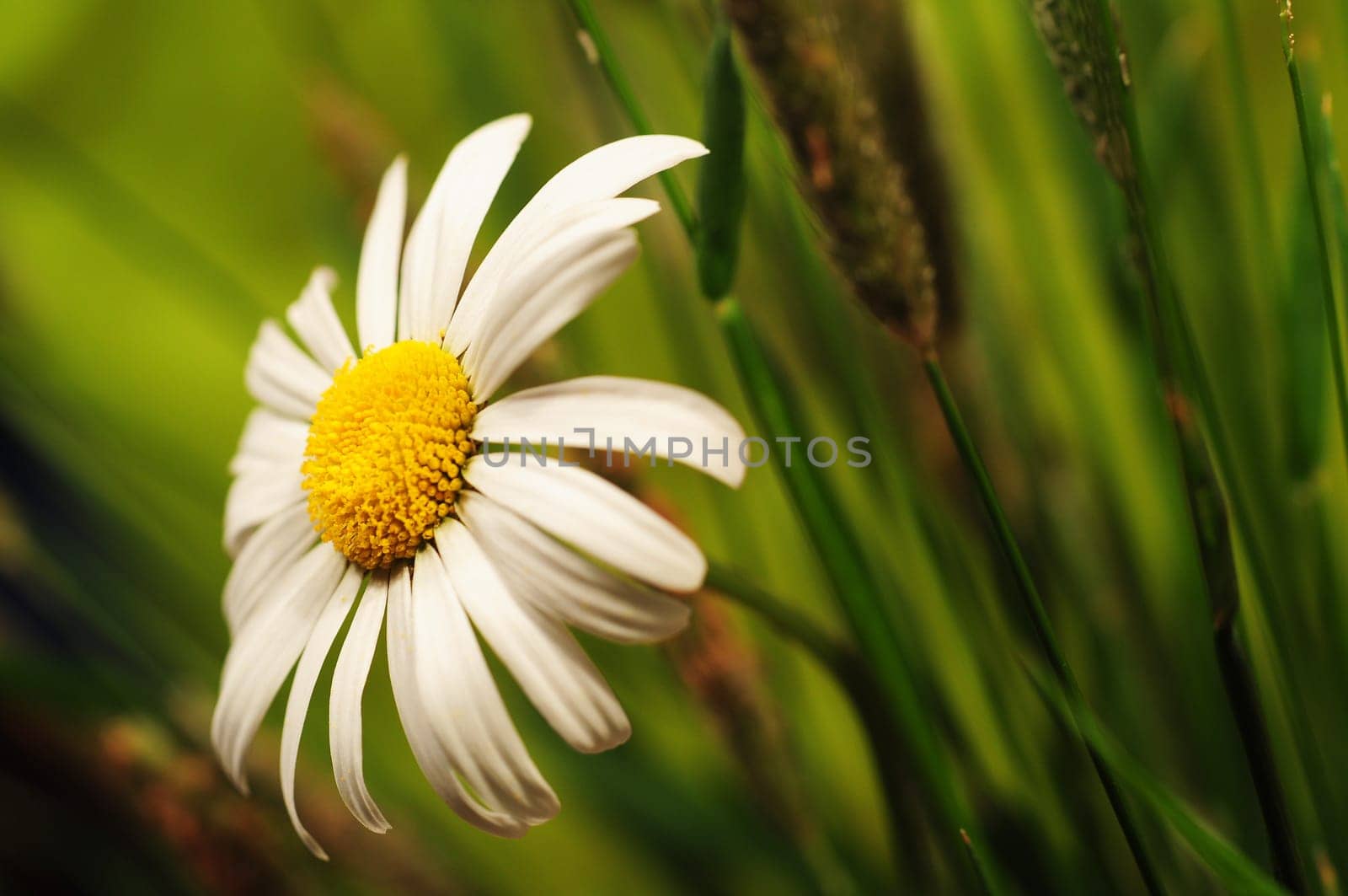 Daisies