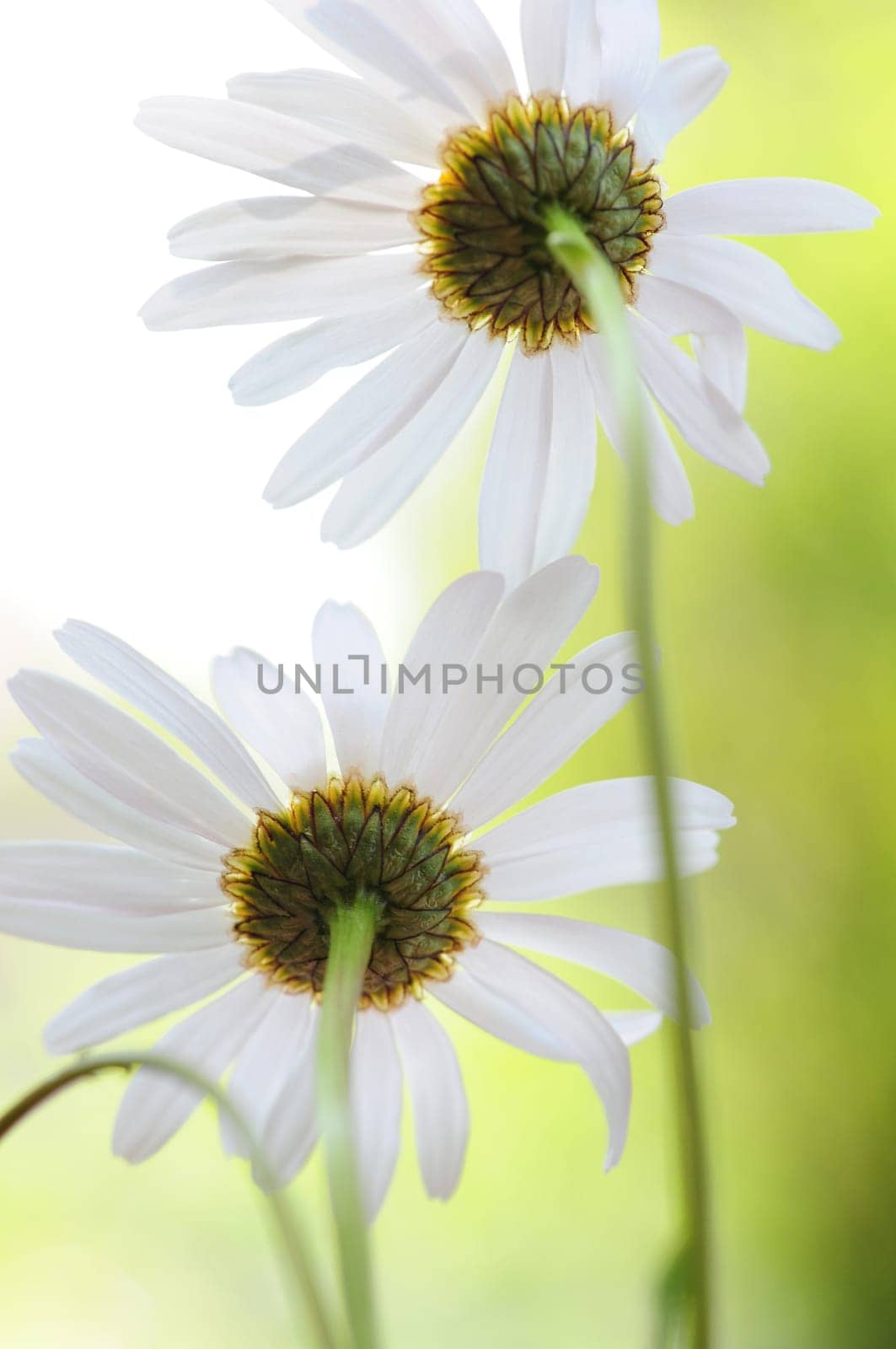 Daisies