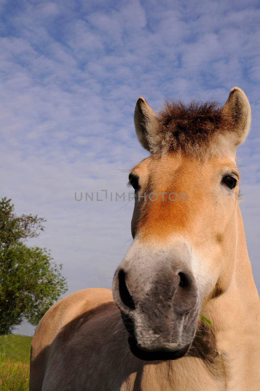 Horse portrait