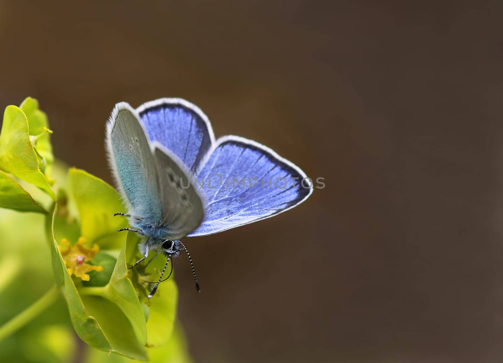 Sky blue sweet clover