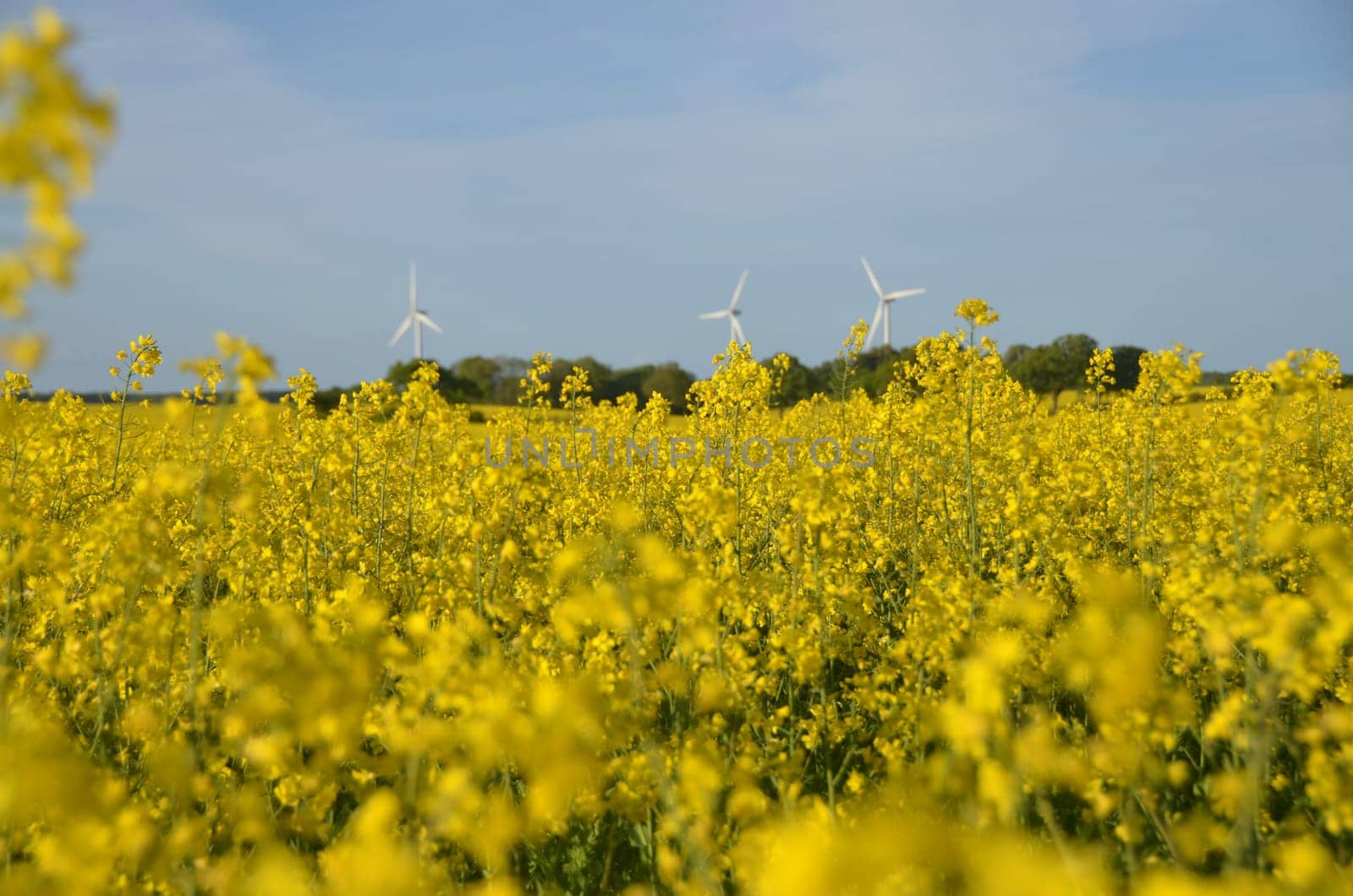 a yellow rape fild with some wind energy generators in the background and blue sky