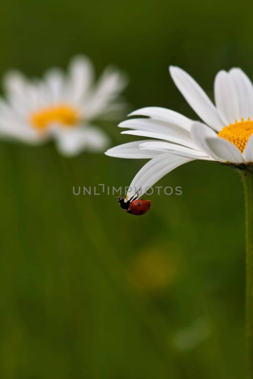 Ladybird