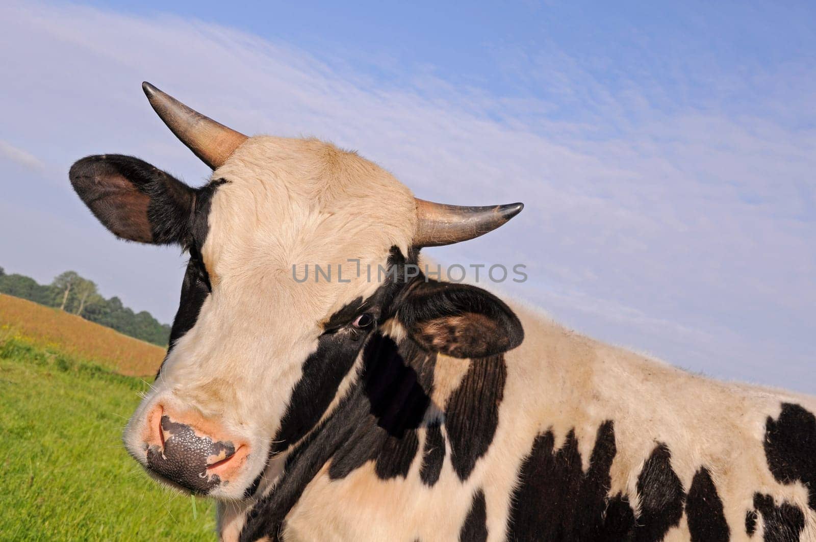 Cattle