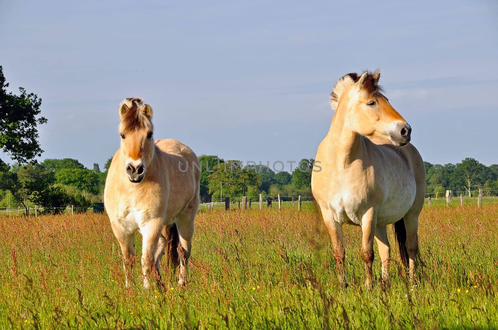 Pair of horses