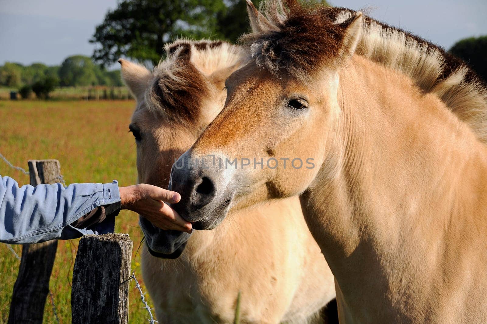 Feeding horses