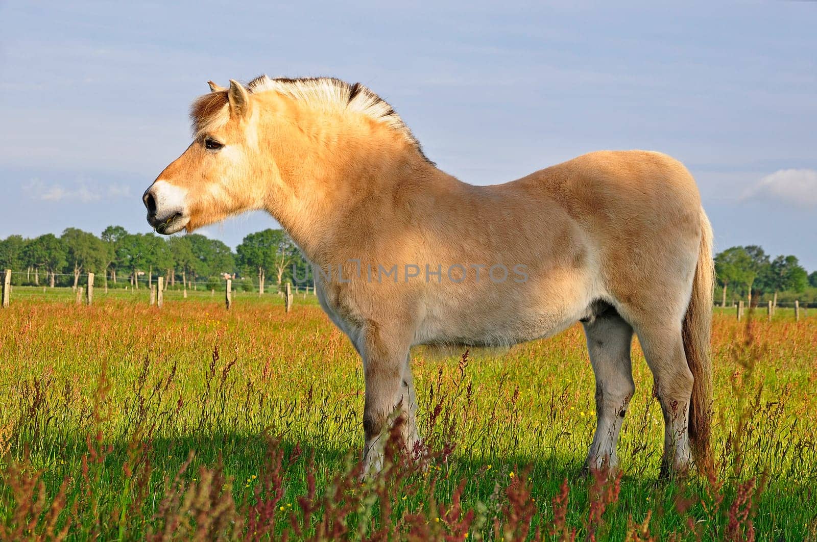 Horse