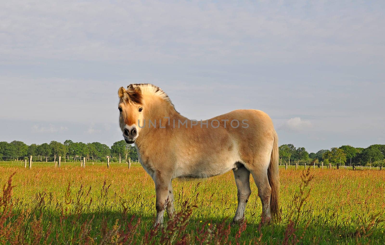 Horse