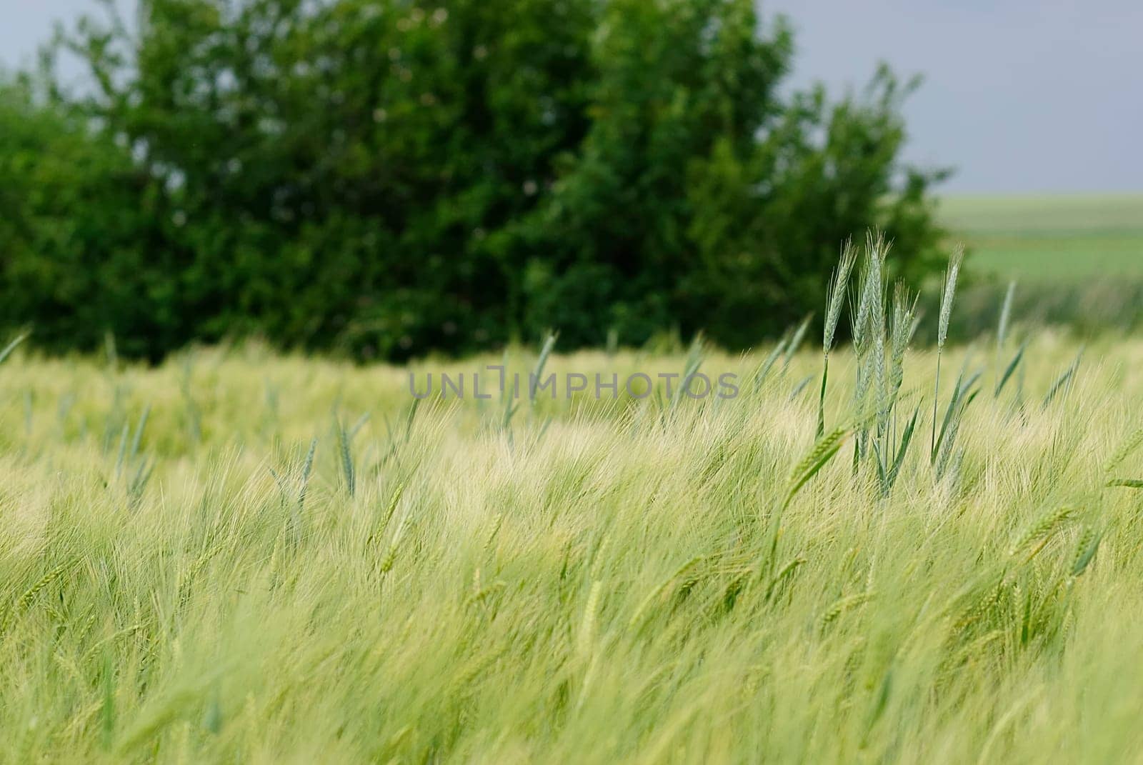 Grain in a thunderstorm