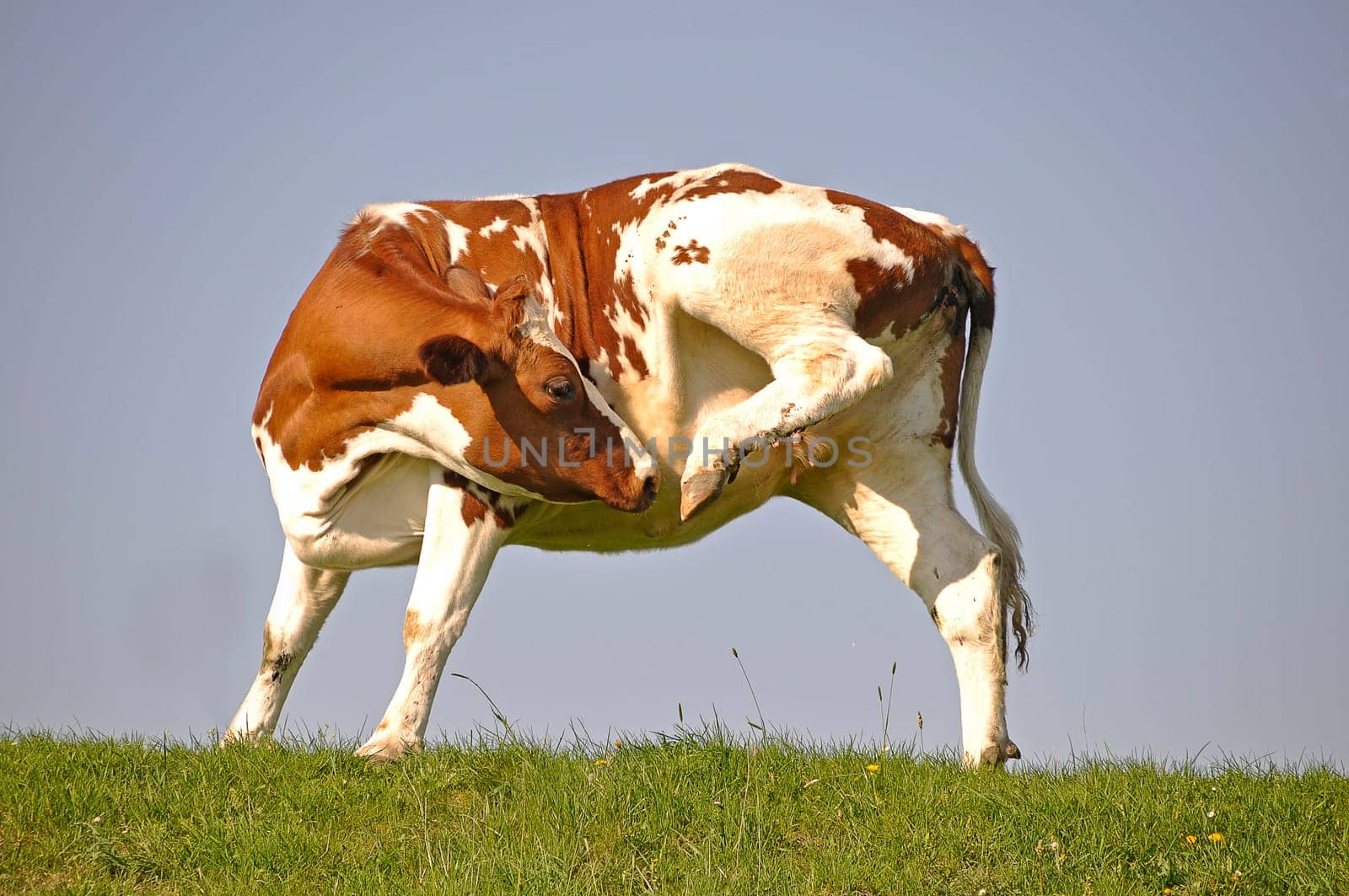 Cow