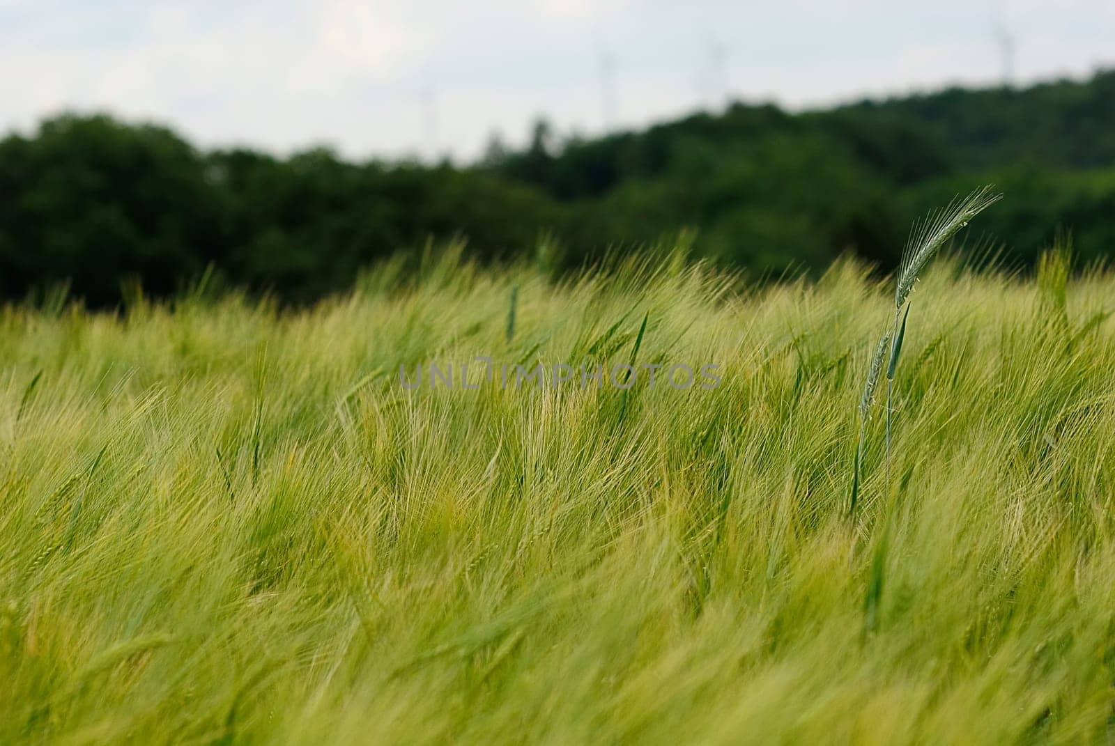 Grain in a thunderstorm