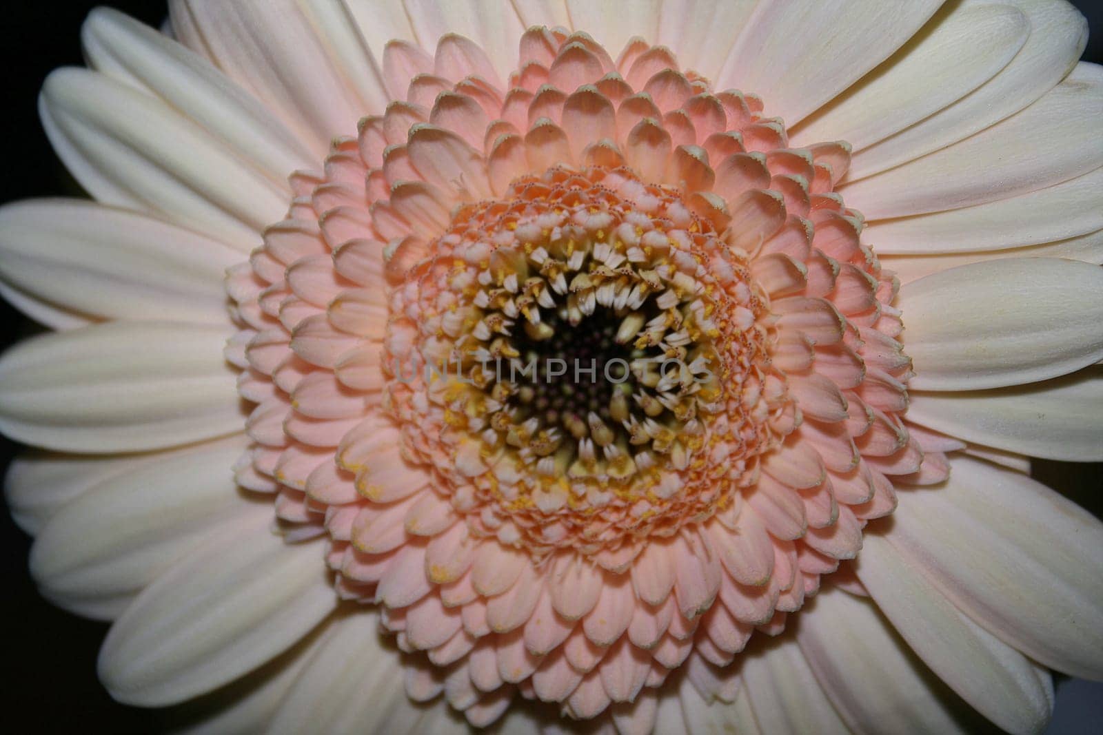 Gerbera