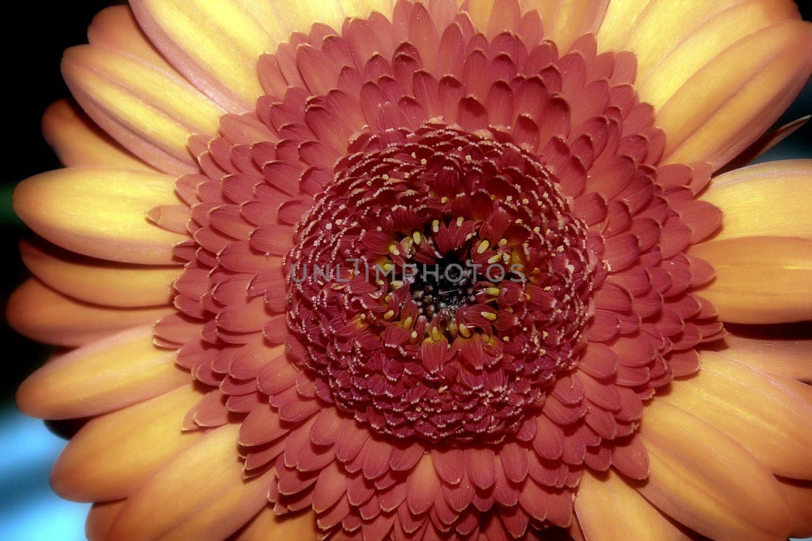 Gerbera