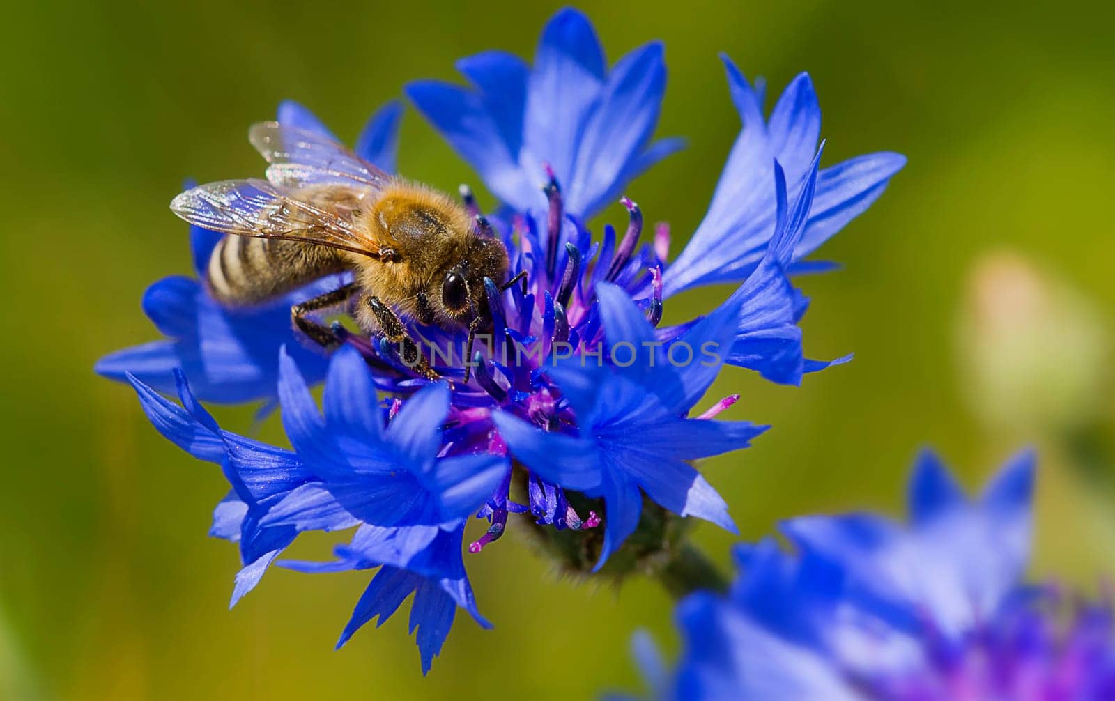Bees and cornflowers,they belong together