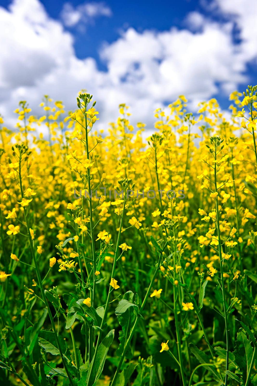 Canola or rapeseed plants growing in farm field, Manitoba, Canada