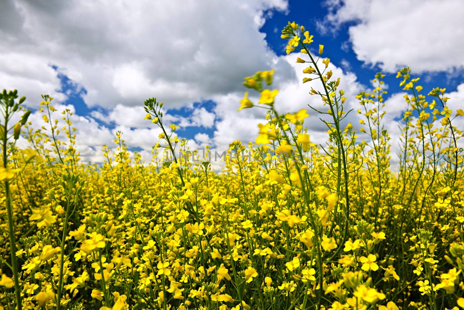 Canola or rapeseed plants growing in farm field, Manitoba, Canada