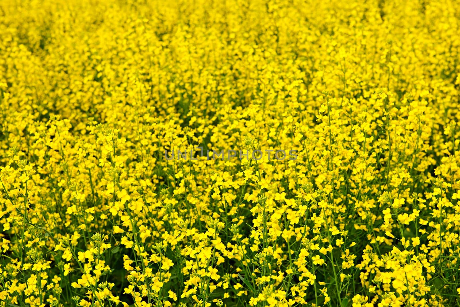 Closeup of flowering canola or rapeseed plants in field