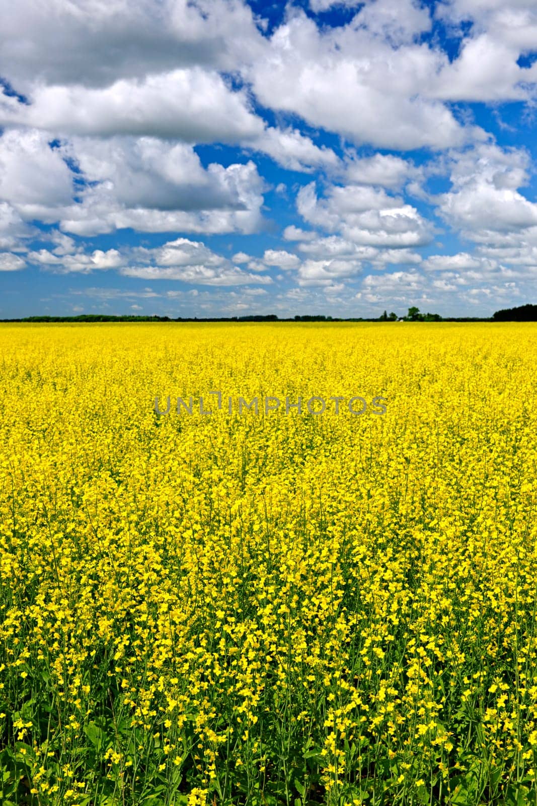 Agricultural landscape of canola or rapeseed farm field in Manitoba, Canada